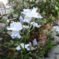 春爛漫　その１