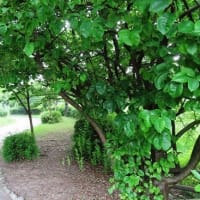 霞ヶ丘公園・続き