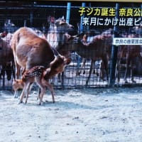 PowerPointで2025五月人形飾り 鹿の赤ちゃん