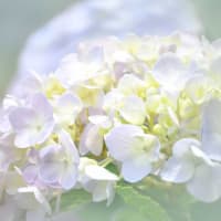 花の植物園