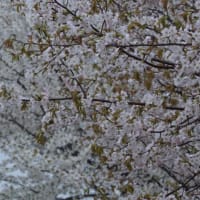 満開の霞桜が桜餅に見える