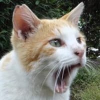 最近のお気に入り
