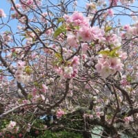 極楽寺の”八重一重咲分桜”　満開桜と上弦の月