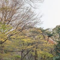 六義園八十八境　霞入江