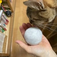 今週の水草水槽＆にゃんこ＆錦鯉水替え 2025.6.6