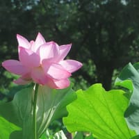 上尾市　原市沼の古代蓮