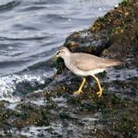 05/06探鳥記録写真-2:遠賀川河口の鳥たち②（キアシシギ三昧、）