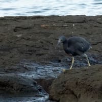 09/06探鳥記録写真-2：狩尾岬の鳥たち（クロサギの採餌模様、イソヒヨドリ、）