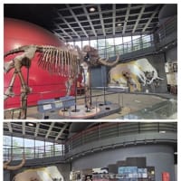 人と自然の博物館