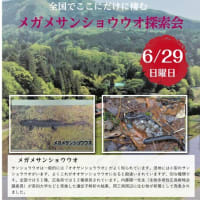 サンショウウオ探索？