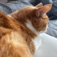 その後のにぽちのその後