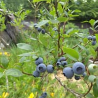 ブルーベリーについて