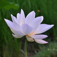 白いハスの花