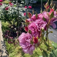 バラを見に亀水バラ園と番の州公園へ～＠香川県