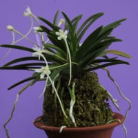 富貴蘭「緑十字星」の花(過去の画像倉庫から)