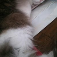 袋の中の猫