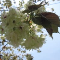 さくら　2008.5