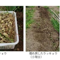 冬越し野菜の収穫をほぼ終了　－2025.6上－
