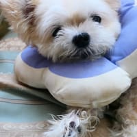 お米が無いという！　今頃？　高ければあるけどねー！