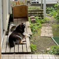 じゃがいもの収穫