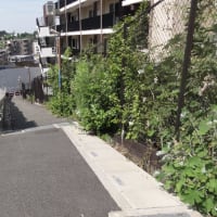 和光市白子の百段階段！ふらりとやって来ました。実際は77階段でした。