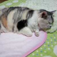 枕がいいねぇー