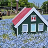 今日は笑顔の花びら集まる日