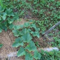 田舎へ　７月