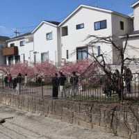 お花見はじめ