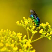 幸福を呼ぶ蜂達