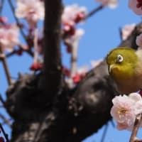 大阪城　梅林　メジロ（２０２５年３月７日）静止画