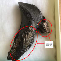 鹿児島県下甑島の「角のある角竜」の化石