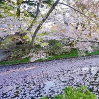 桜は満開を過ぎても楽しめる♪