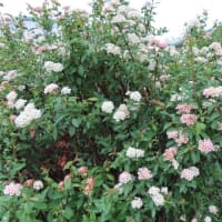 沖縄関連の慰霊の日は幾つもあるようです。