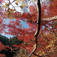 2024.奥津渓の秋