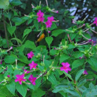 朝の散歩　キキョウの花　　　26