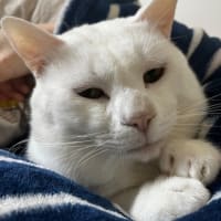 ねんまつが　やってくる！