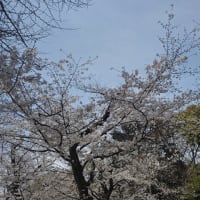 靖国神社の桜