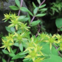榛ノ木尾山（イソツネ山撤退）
