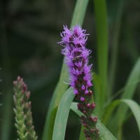 7月初旬に近所を散策（PartⅡ）