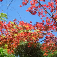 箱根の秋