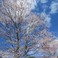 2024.03.27 咲き出したヤマザクラ、エドヒガンに陽光桜