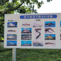 多々良沼公園　散策