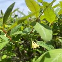 自家菜園から
