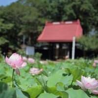 古刹の大賀蓮