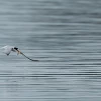 100日ぶりに鳥を撮りました・・・・コアジサシ