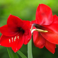 アマリリスの赤い花