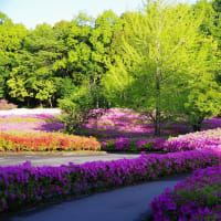 新緑輝くつつじの丘