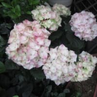 朋有り　遠方より来る　また楽しからずや！