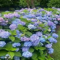 紫陽花（あじさい）Hydrangea 
